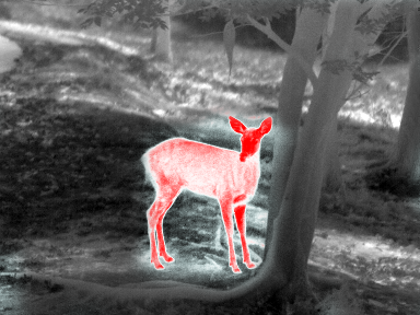 Deer thermal image